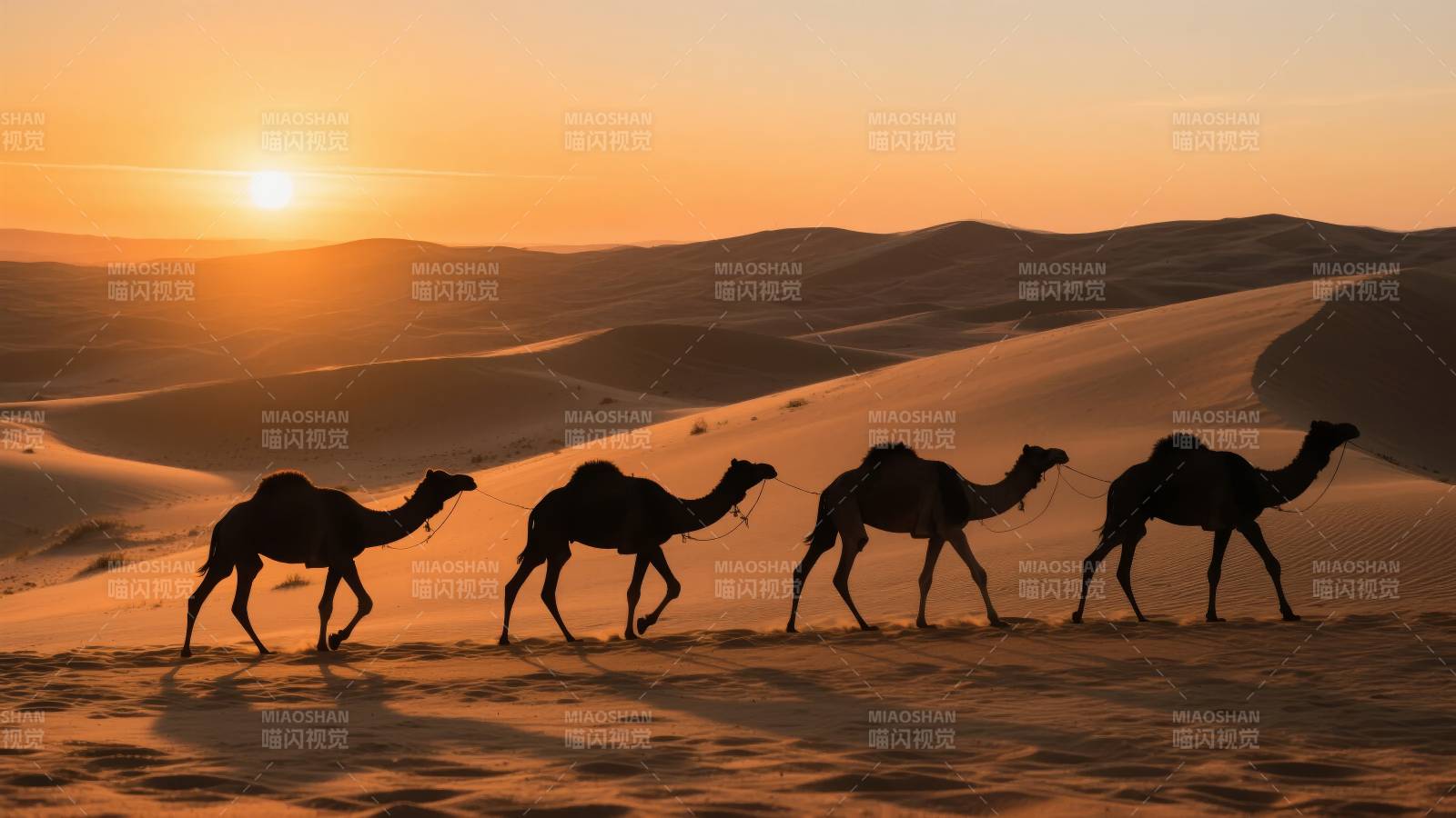 沙漠驼影夕阳图片