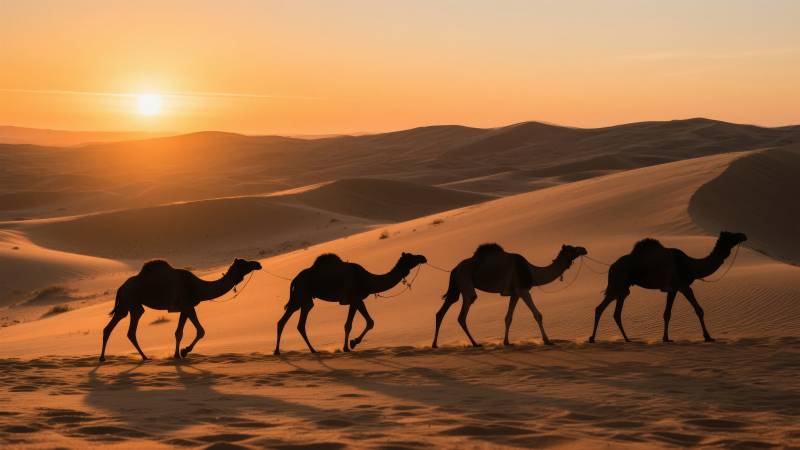 沙漠驼影夕阳图片