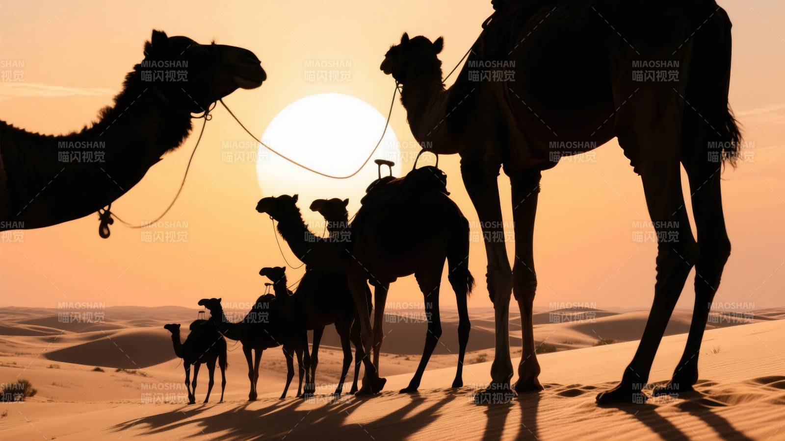 沙漠驼影夕阳下图片