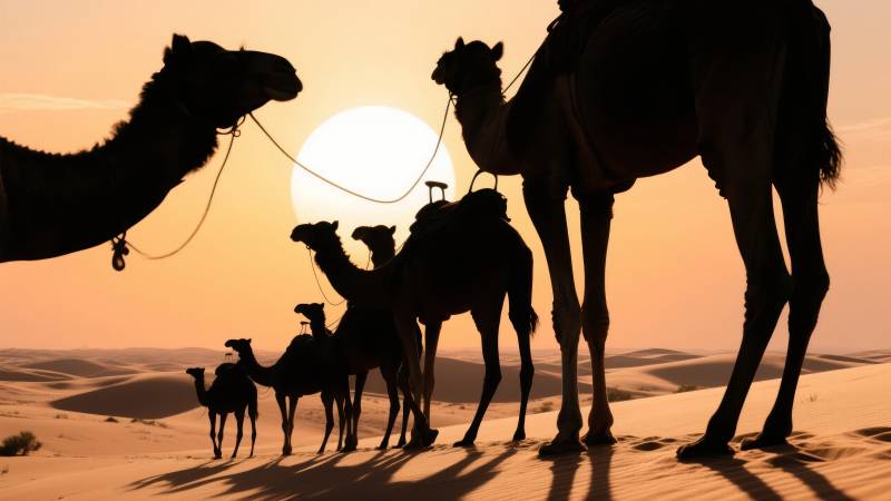 沙漠驼影夕阳下图片