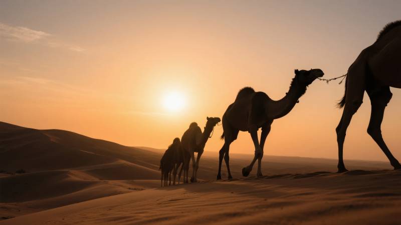 沙漠驼影夕阳下图片