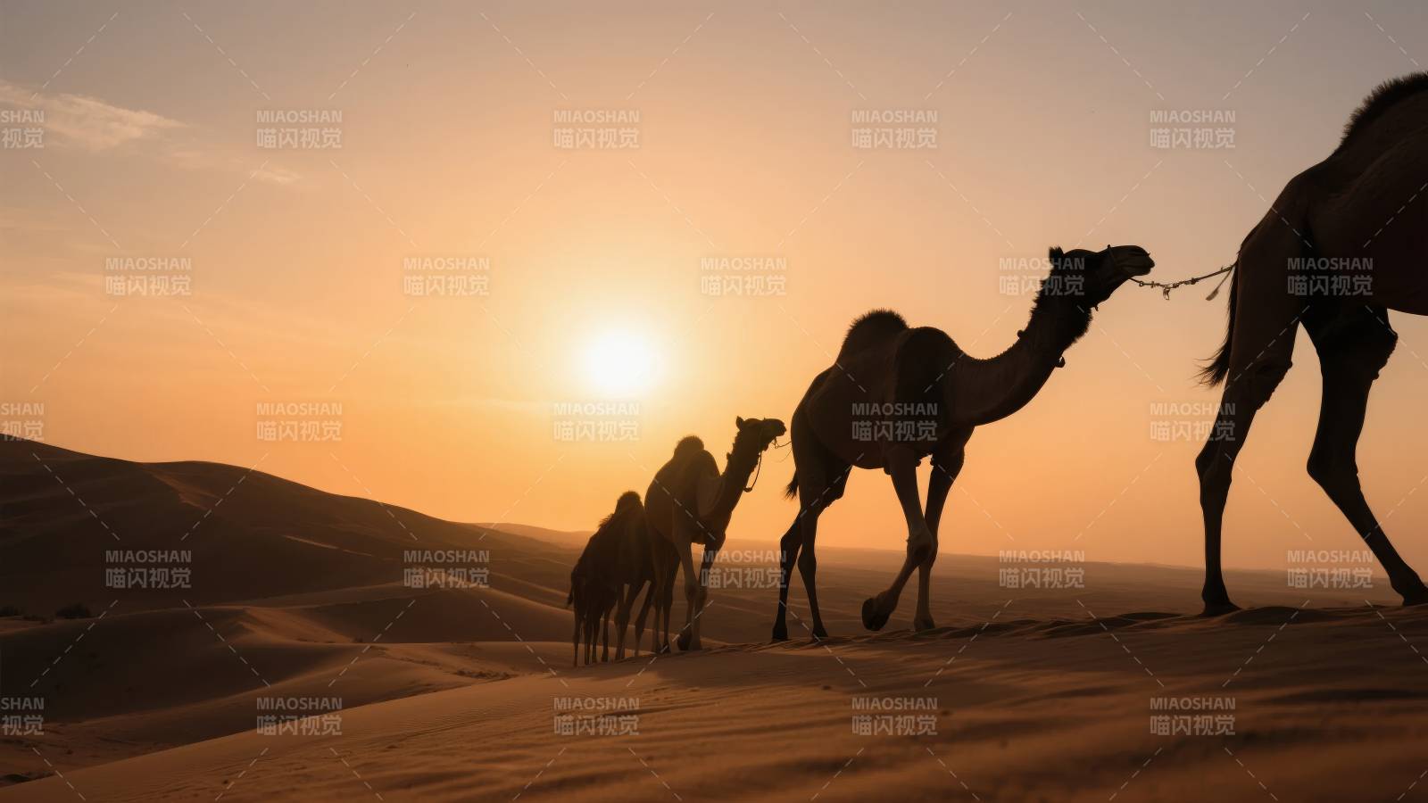 沙漠驼影夕阳下图片