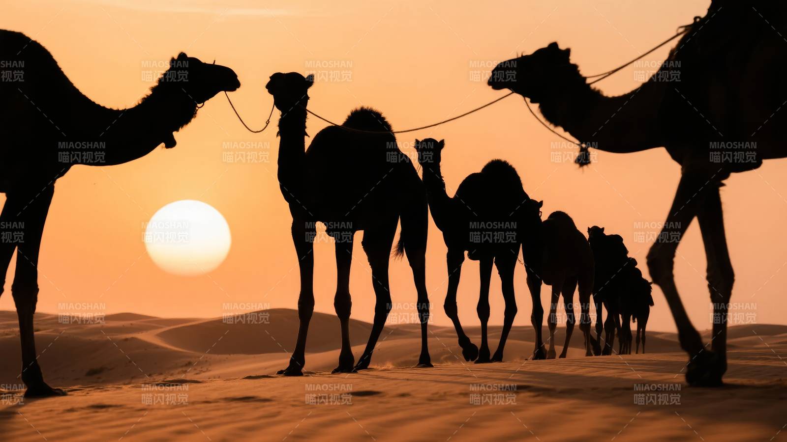 沙漠驼队剪影图片
