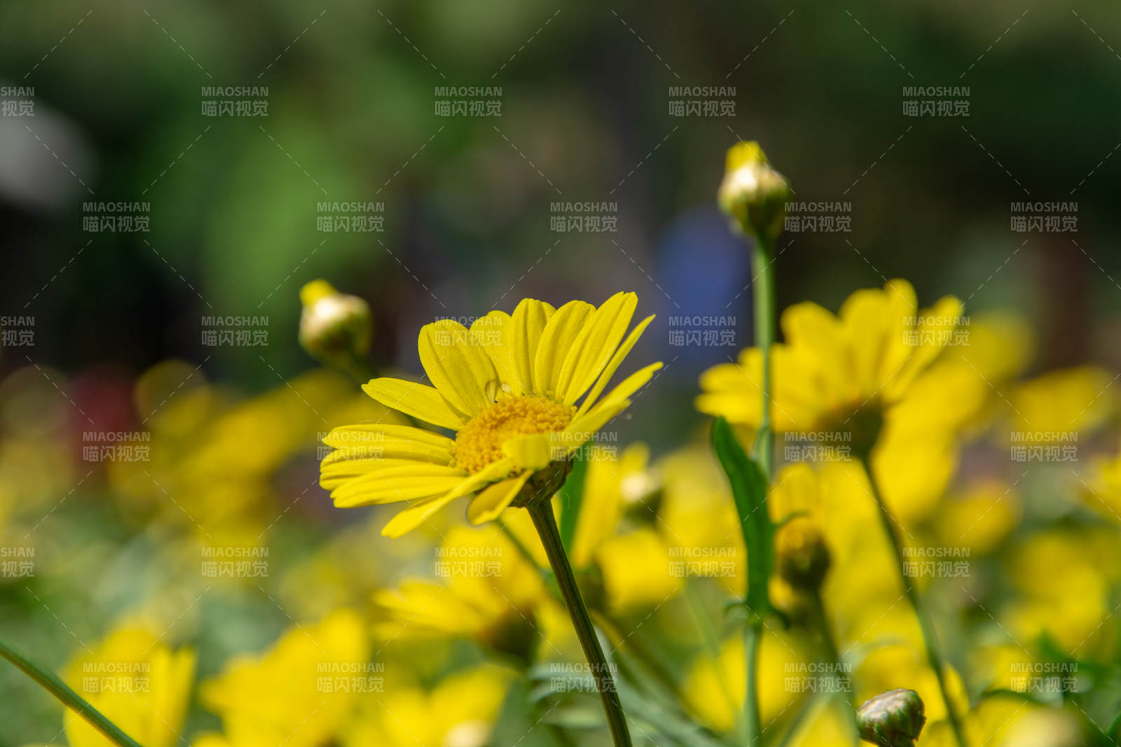 金菊绽放春意浓图片