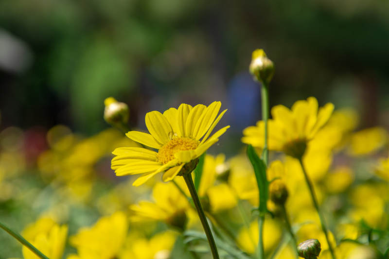 金菊绽放春意浓图片