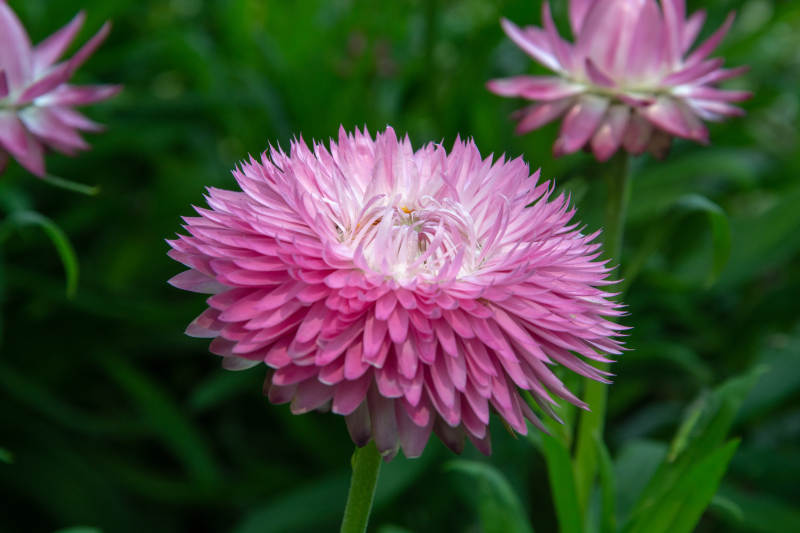 粉红绣球花绽放图片