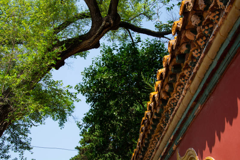 古建筑与绿树相映图片