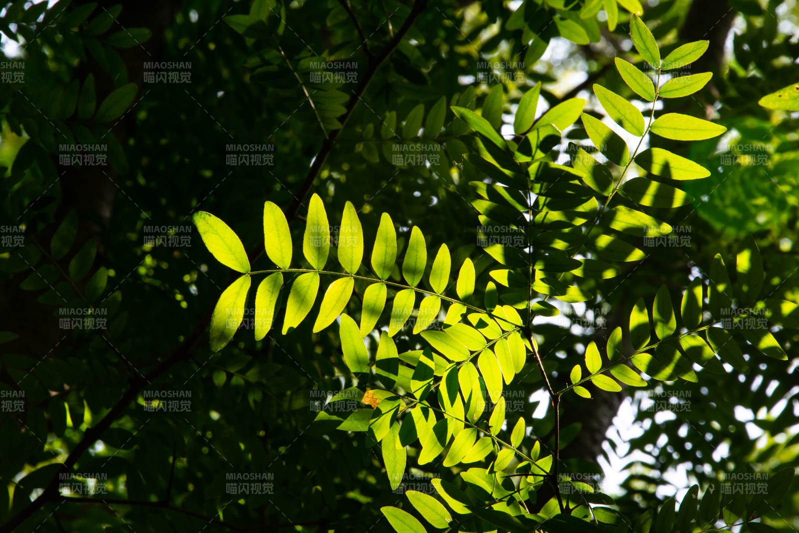 绿叶光影图片