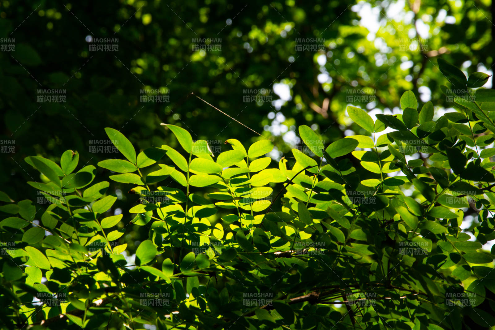 绿叶光影图片