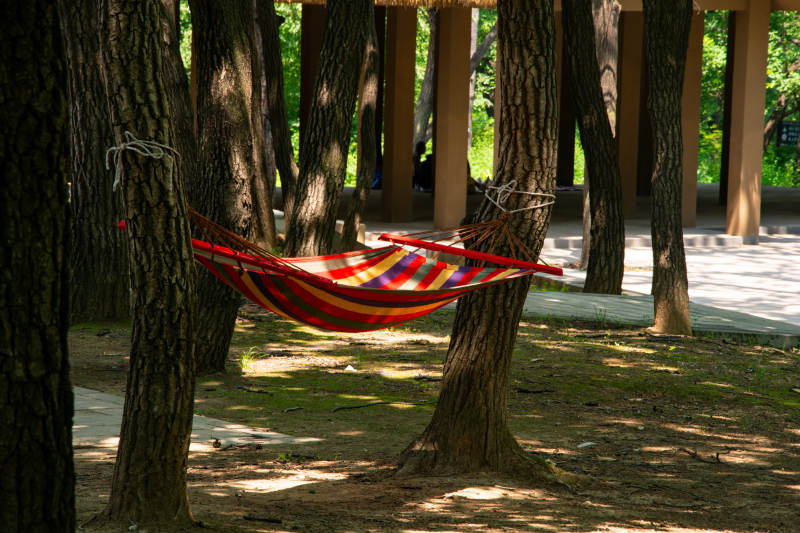 树间彩吊床图片