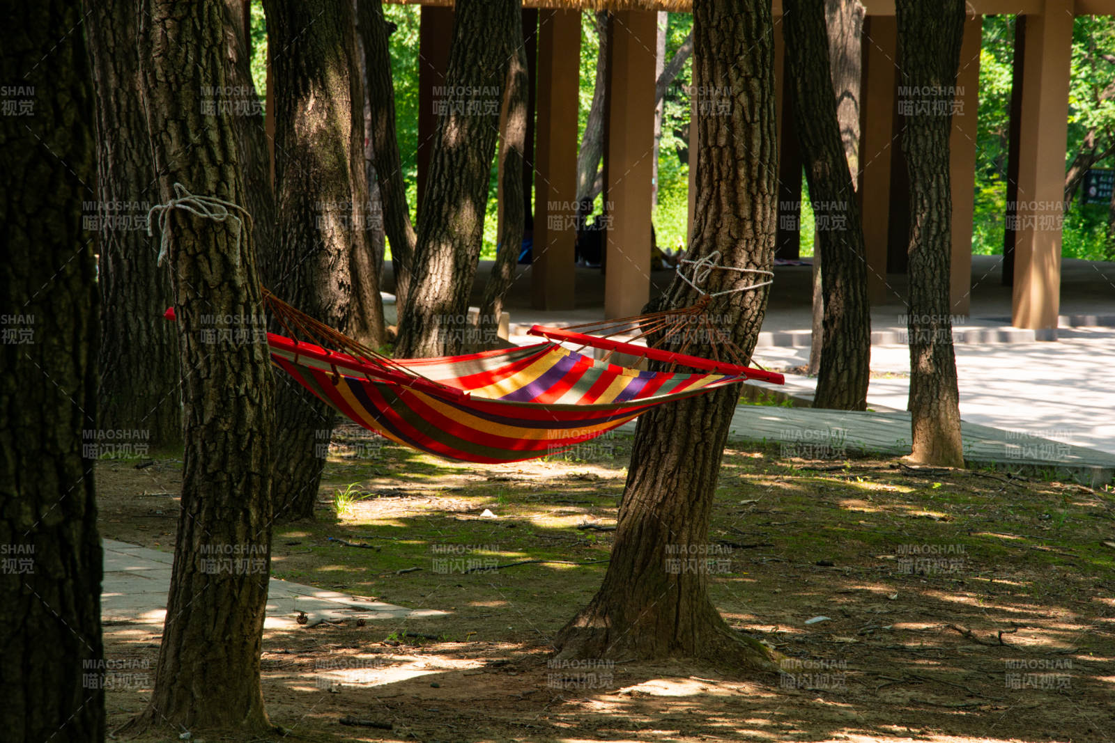 树间彩吊床图片