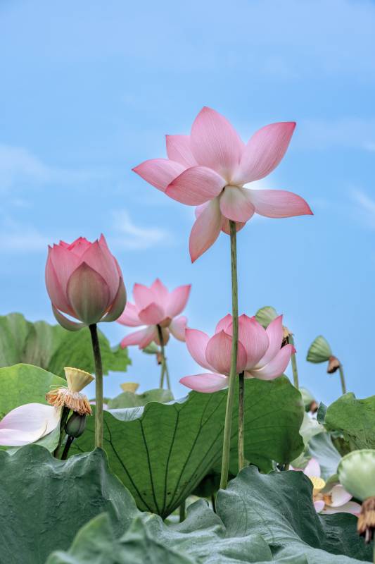 荷花绽放蓝天图片