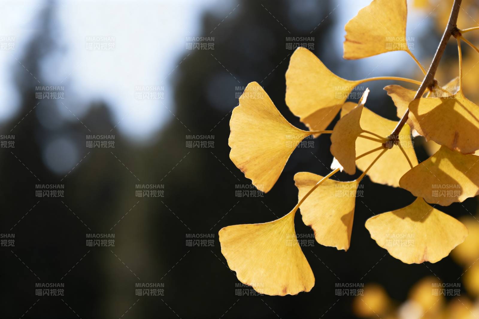 银杏叶黄秋意浓图片