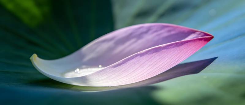 莲瓣轻舞水珠图片