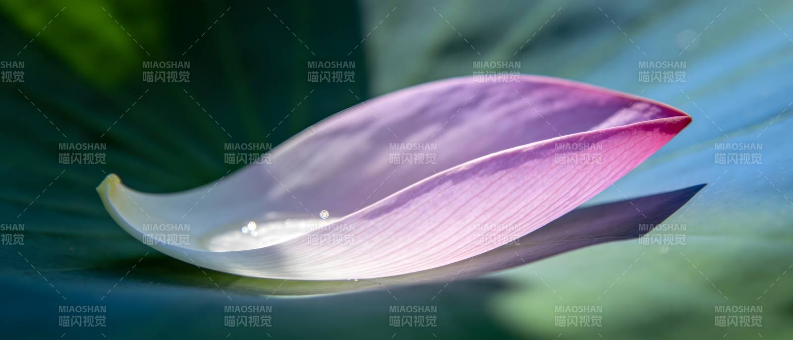 莲瓣轻舞水珠图片