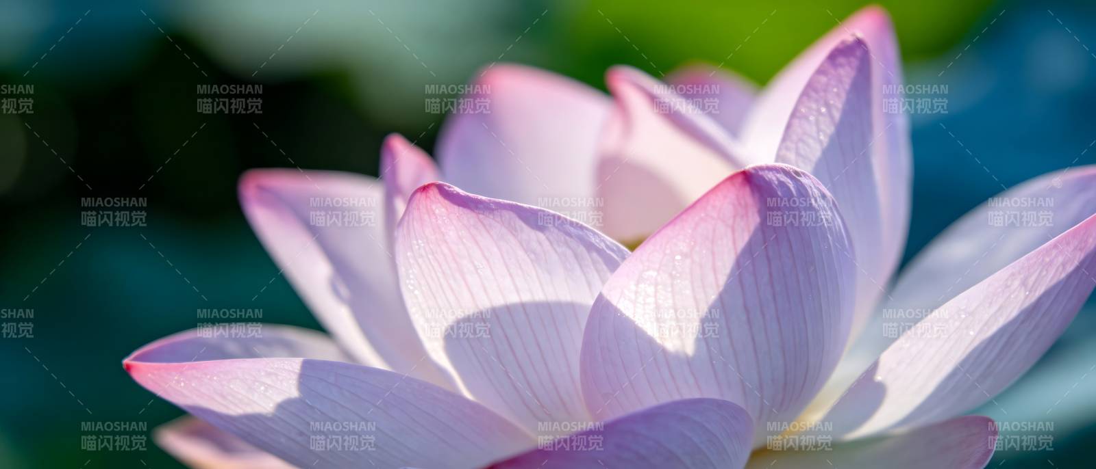 淡雅莲花绽放图片