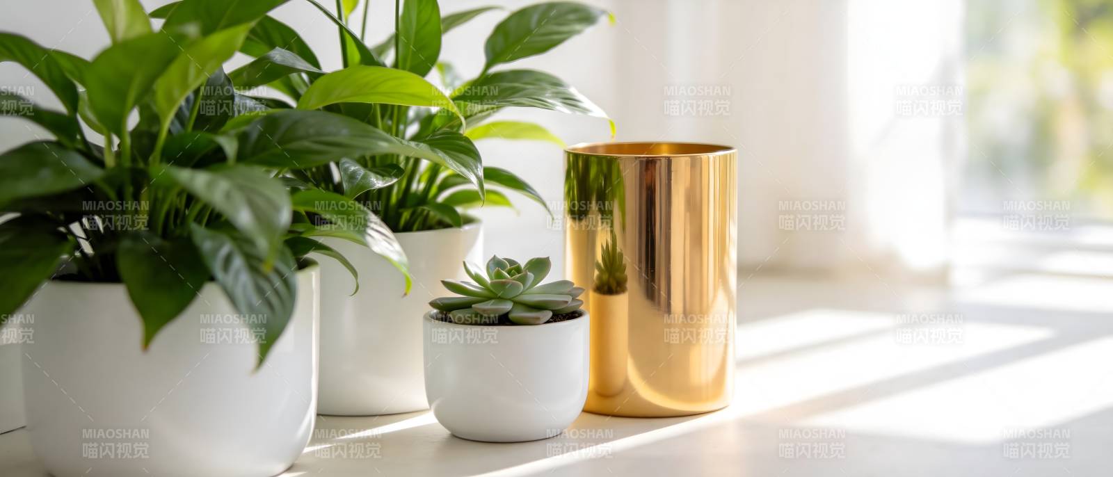 绿植与金色花盆图片