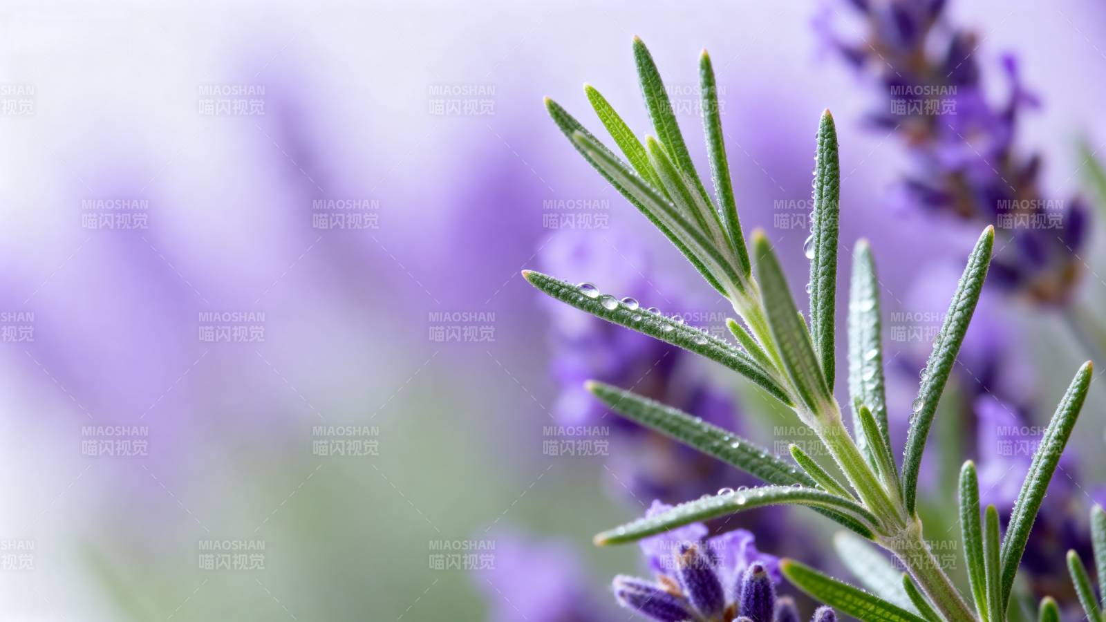 薰衣草与迷迭香图片