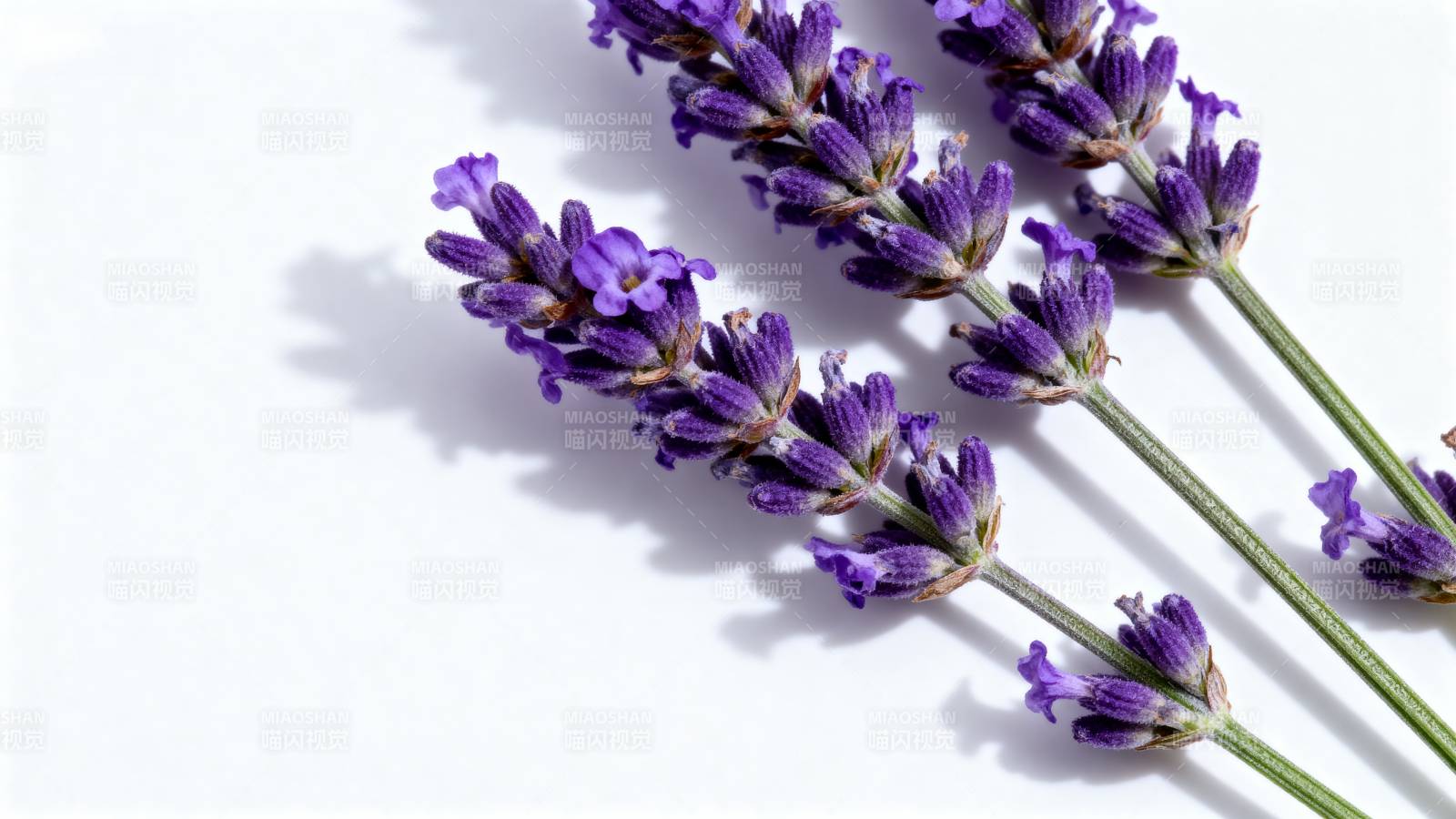 薰衣草花束图片