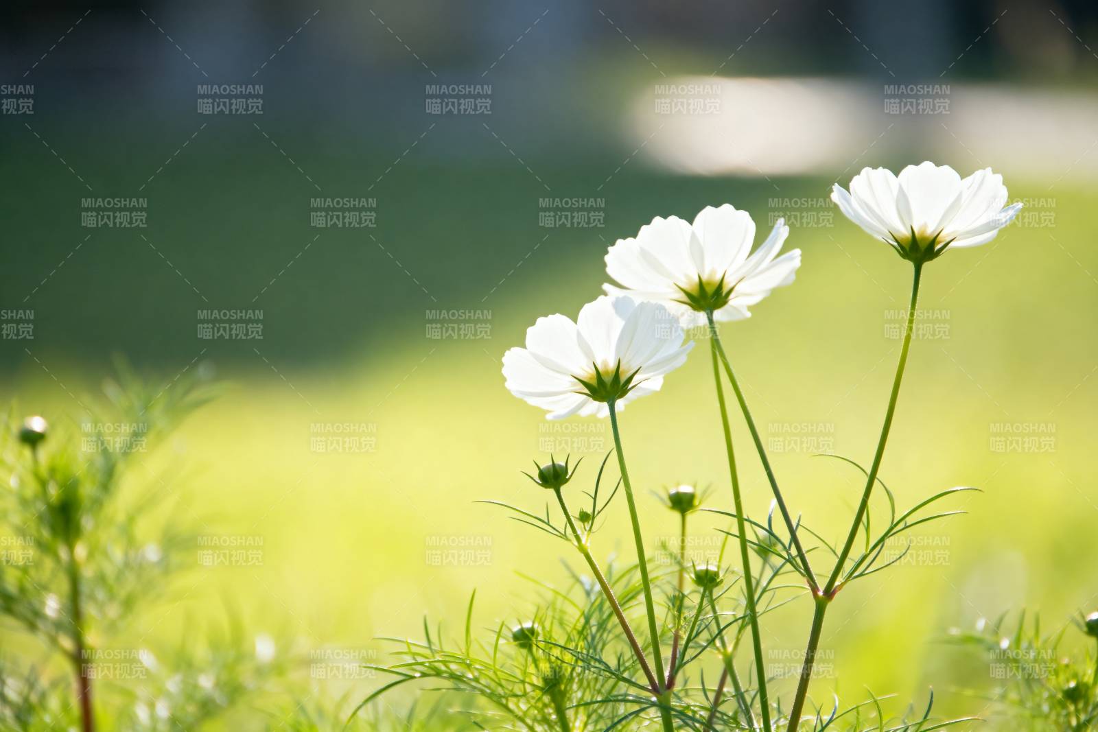 白花在风中摇曳图片
