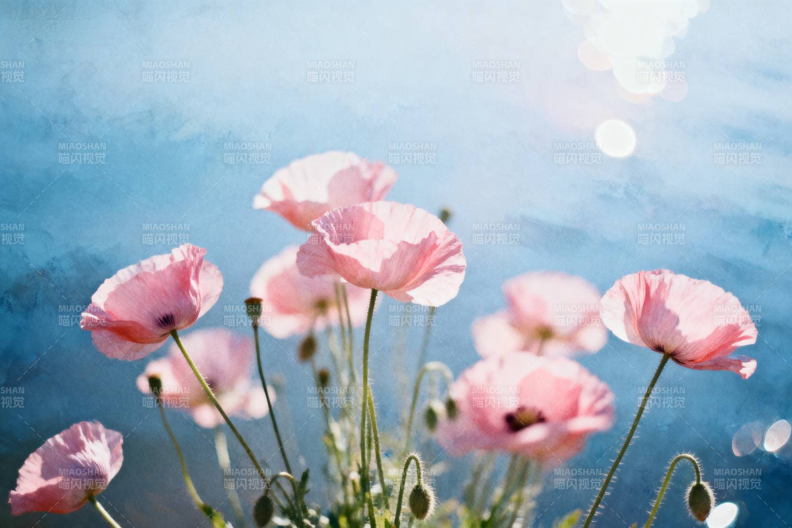 粉红罂粟花海图片