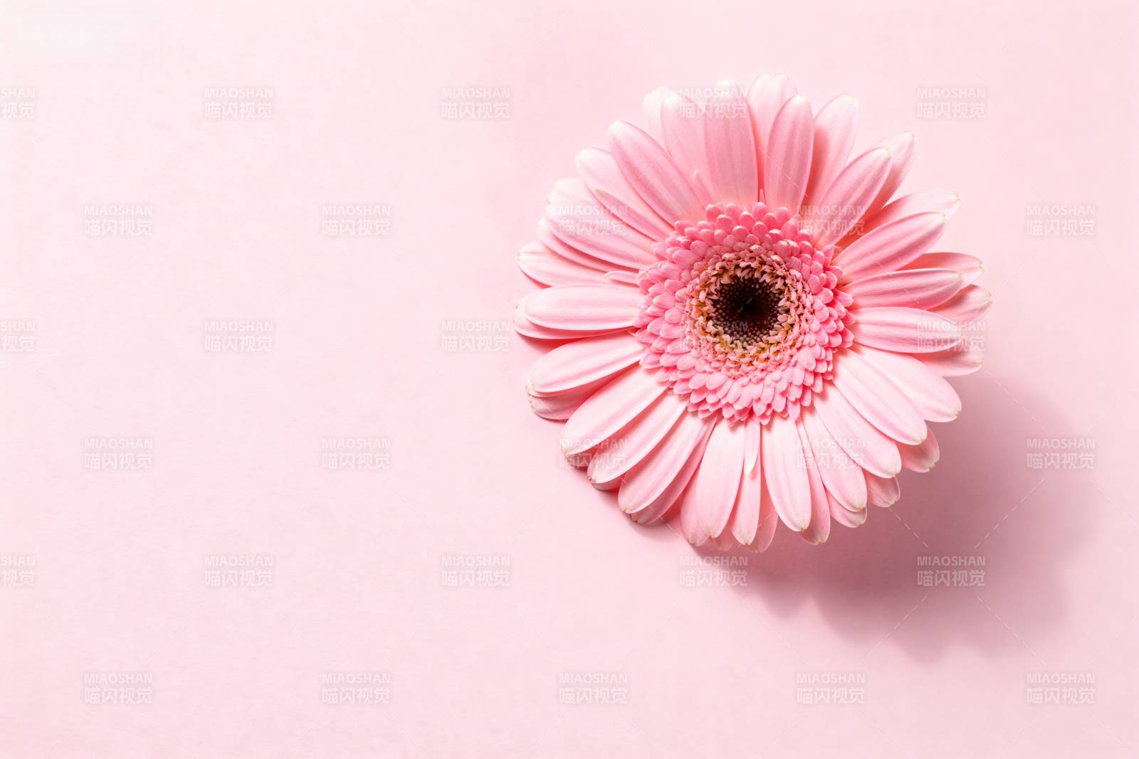 粉嫩雏菊绽放图片