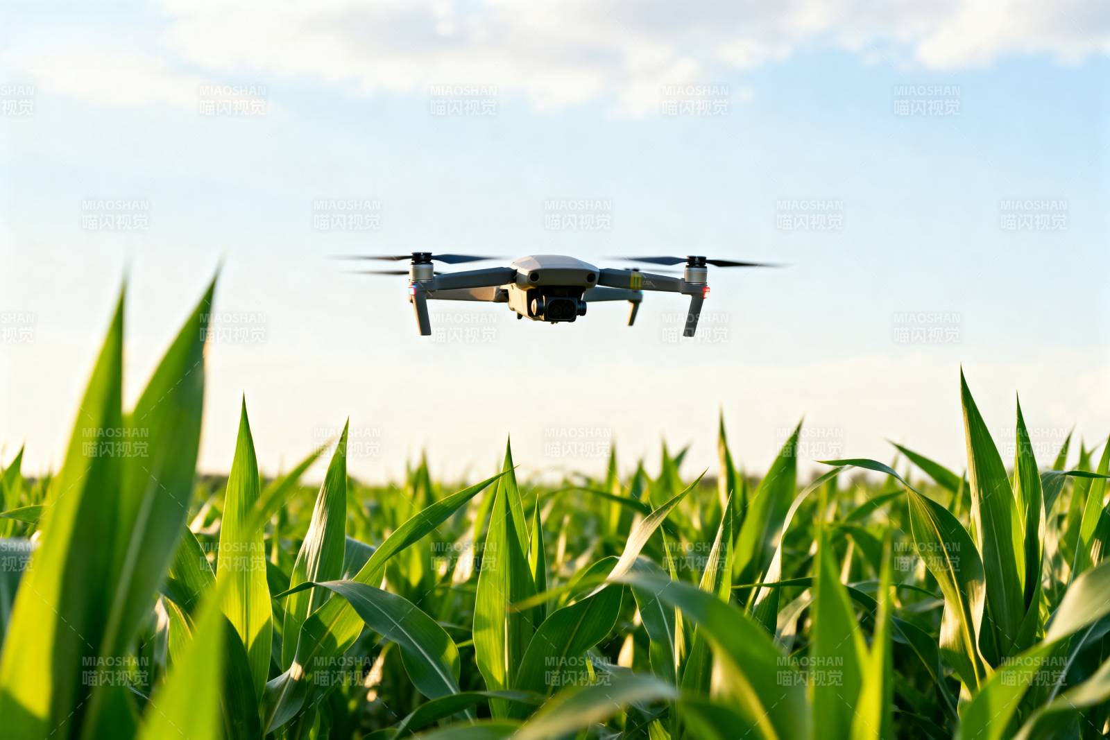 无人机飞越玉米田图片