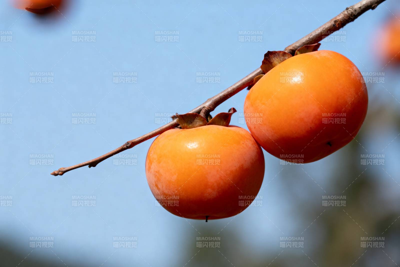 枝头橙柿映蓝天图片