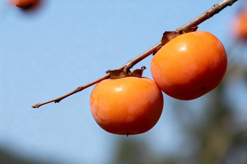 枝头橙柿映蓝天图片