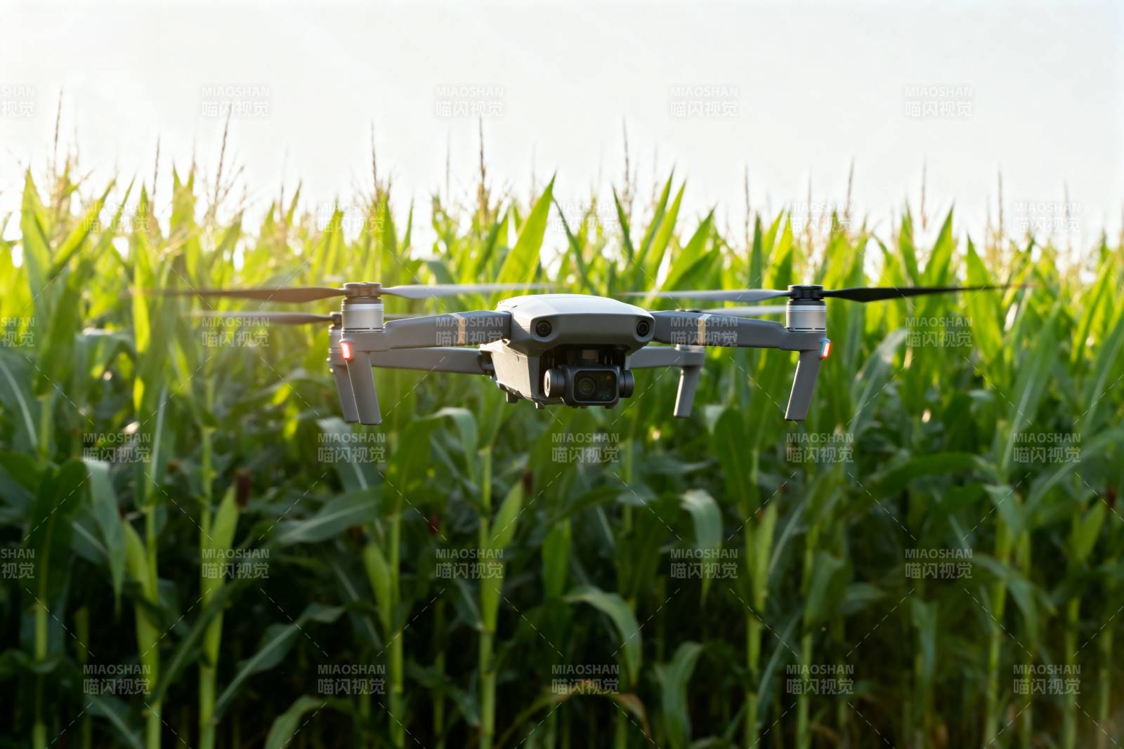 无人机飞越玉米田图片