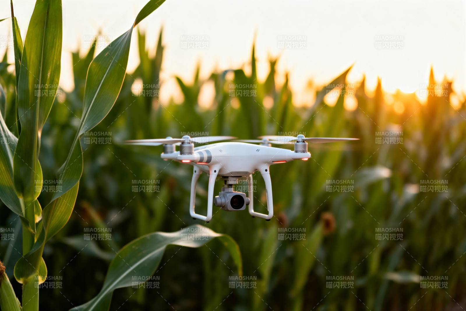 无人机飞越玉米田图片
