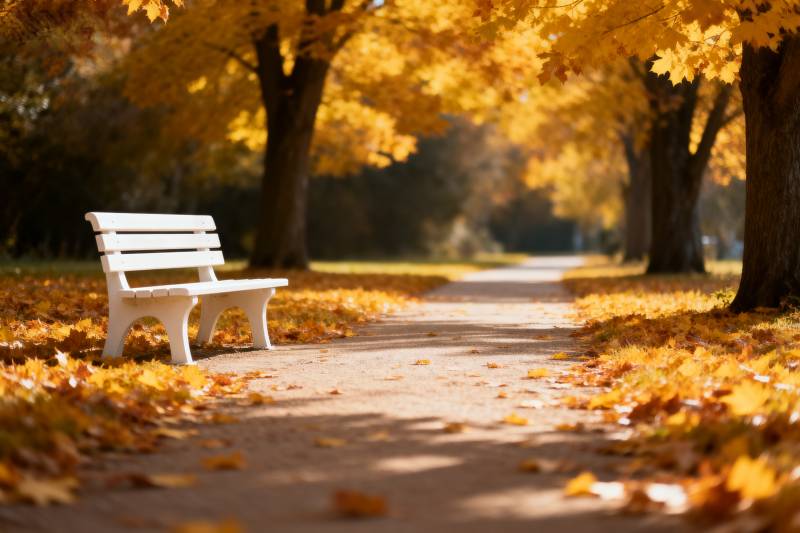 秋日长椅静谧景图片
