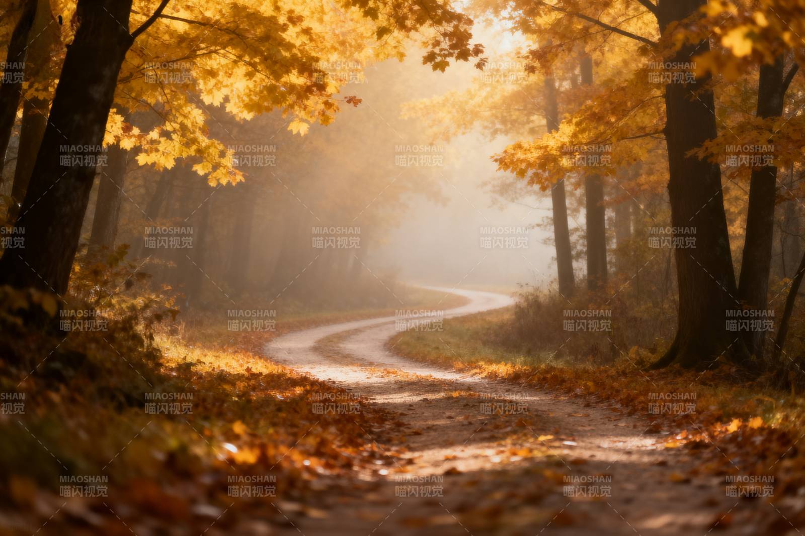 秋林小径晨雾图片