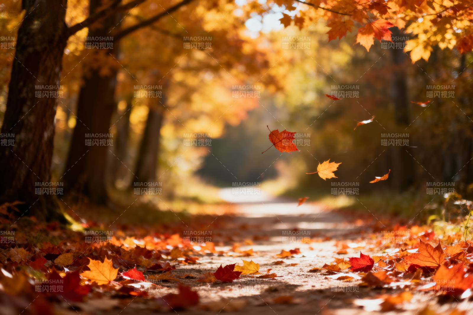 秋叶飘落小径图片