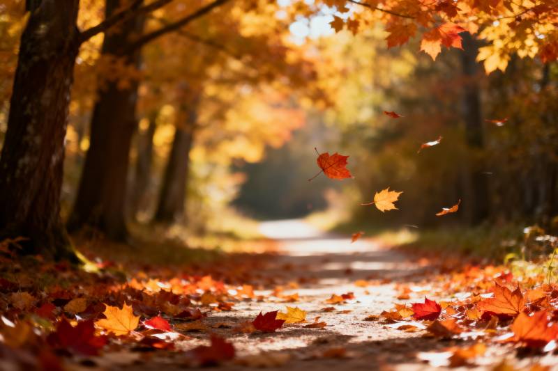 秋叶飘落小径图片