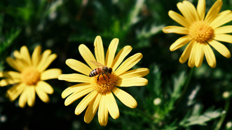 蜜蜂采蜜花丛中图片