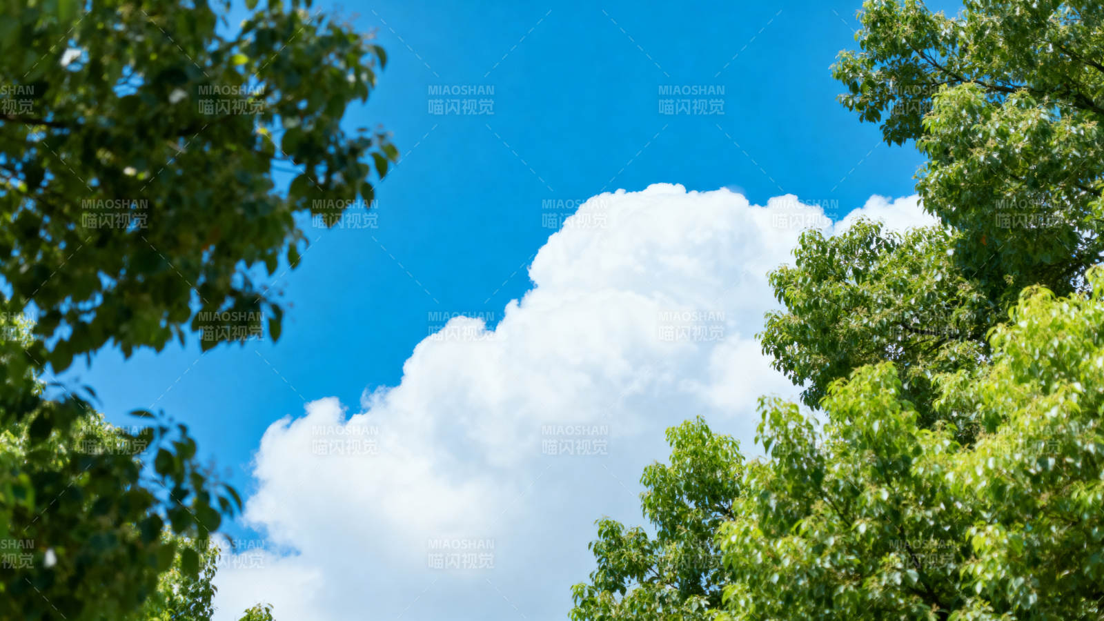 蓝天白云绿树图片