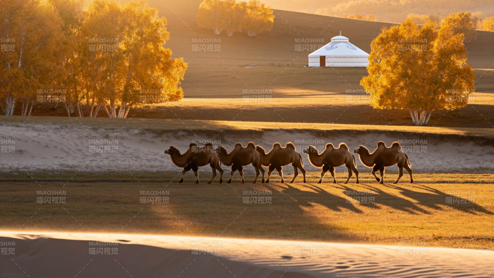 沙漠驼队夕阳行图片