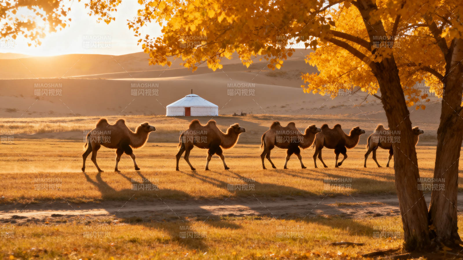 驼队行于秋日草原图片