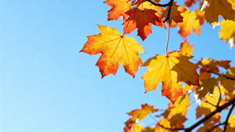 秋叶映蓝天图片