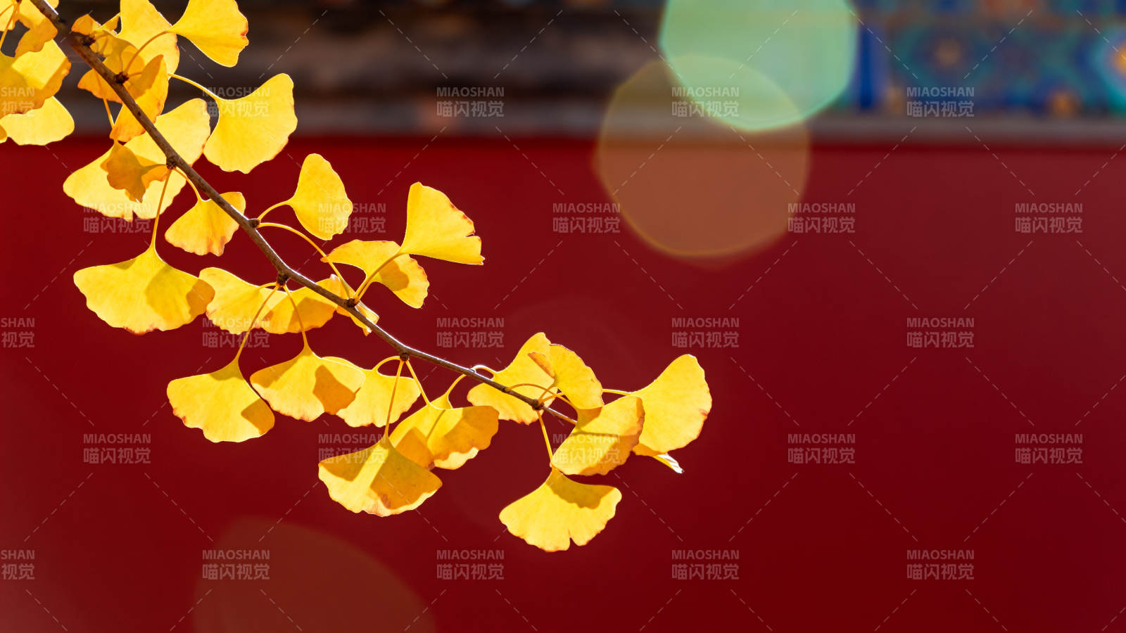 银杏叶黄秋意浓图片