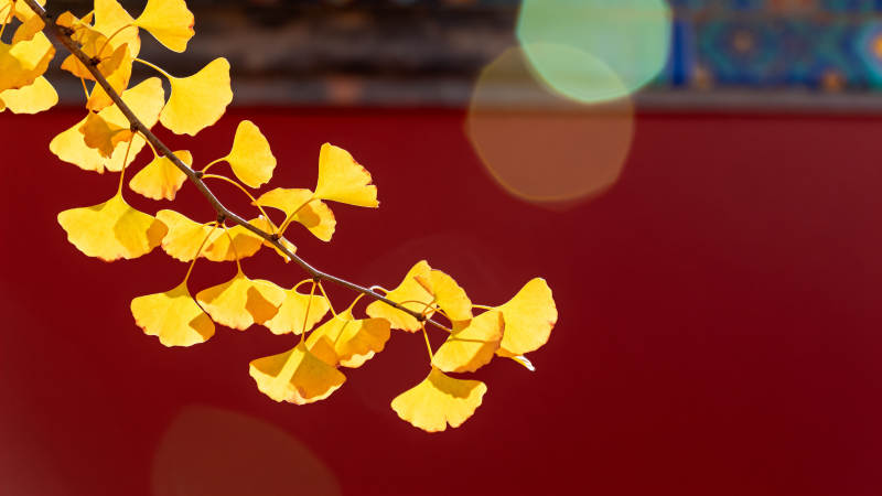 银杏叶黄秋意浓图片