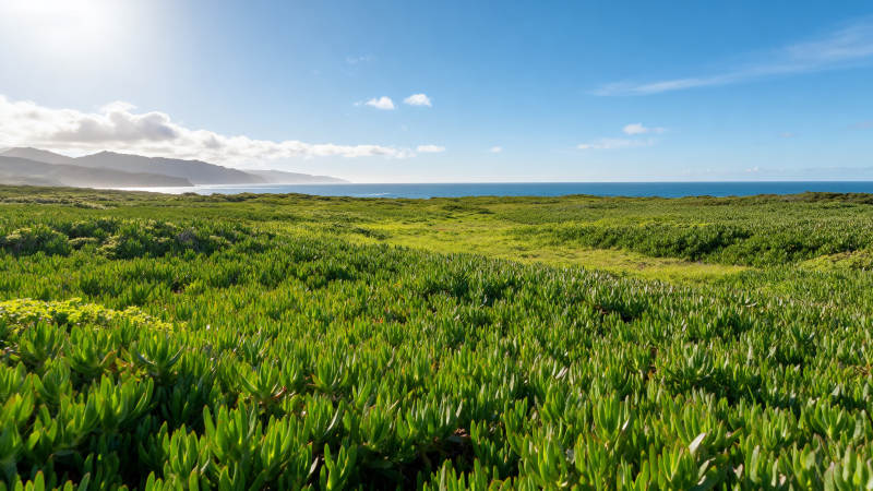 绿野海天一色图片