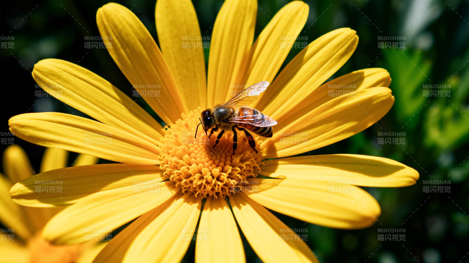 蜜蜂采蜜花间图片