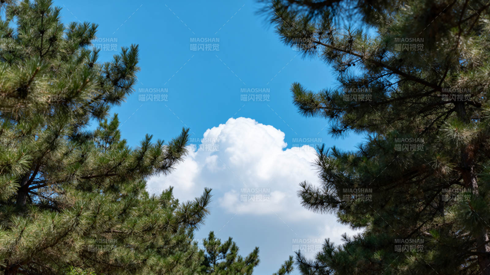 松林映蓝天图片