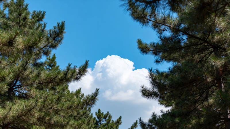 松林映蓝天图片