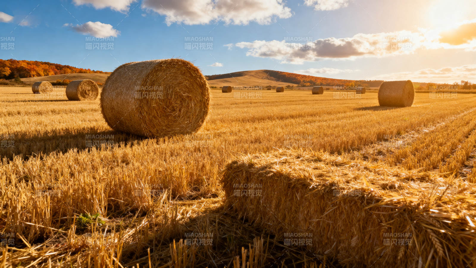金秋麦田草垛图片