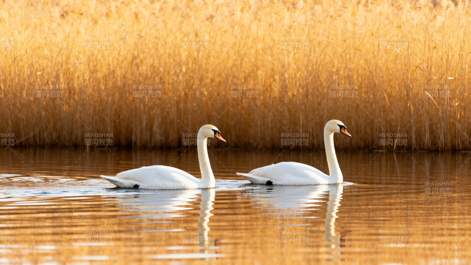 双天鹅湖畔静栖图片