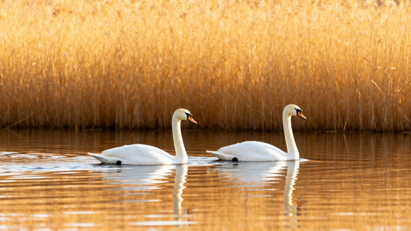 双天鹅湖畔静栖图片