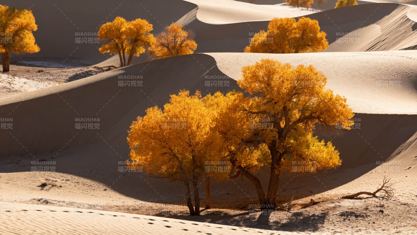 沙漠金秋树影图片